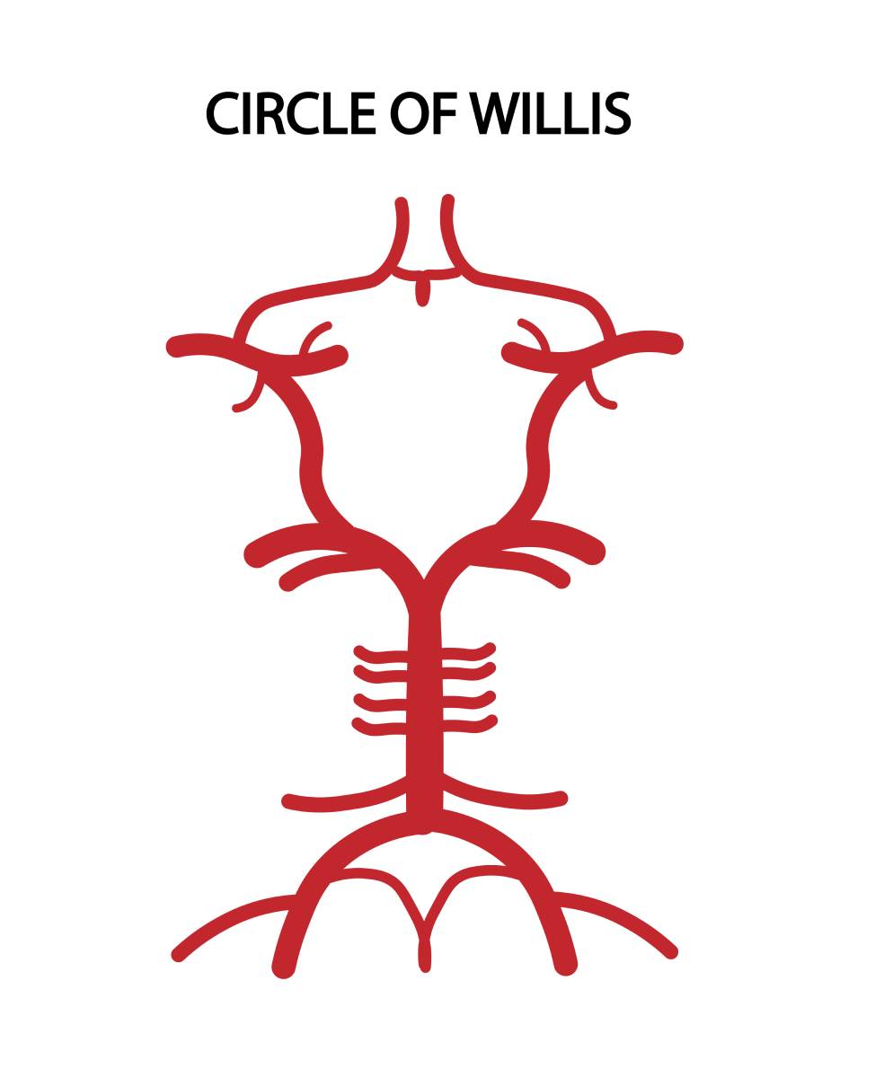 Circle of Willis